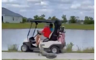golfisti attaccati da un alligatore in florida sfuggono per miracolo
