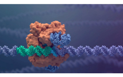 correggere il genoma con le forbici molecolari per guarire da talassemia e anemia falciforme