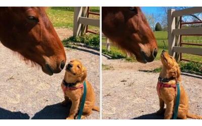 l amicizia tra il cane e il cavallo il video dolcissimo