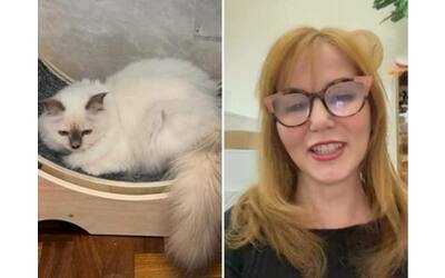 scomparsa del gatto di frassica i pm di spoleto aprono un fascicolo dopo la denuncia delle vicine di casa