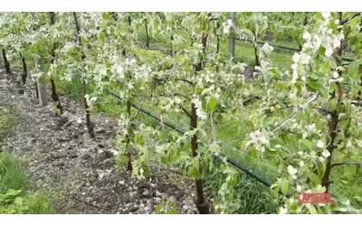 Trentino,l'ondata di gelo sui meleti in fiore