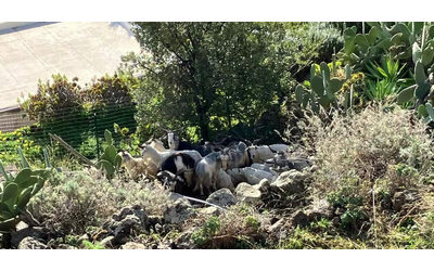 Alicudi, cento abitanti e 600 capre: il sindaco le regala agli allevatori. La protesta animalista