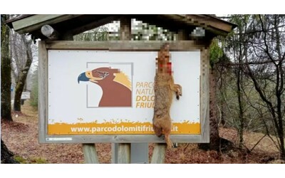 Animale protetto morto appeso come trofeo all’ingresso del Parco delle Dolomiti Friulane come un macabro messaggio