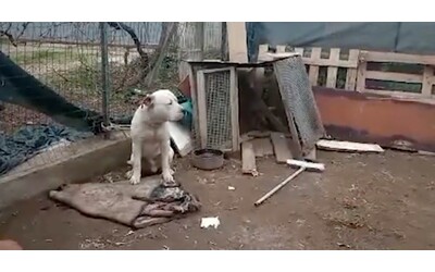 Aprilia, smantellata banda che faceva combattere cani: animali trovati feriti...