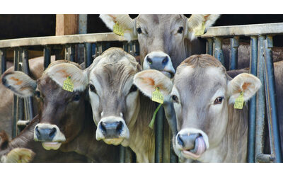 Aviaria, l’Oms: “Il paziente negli Usa potrebbe essere stato infettato direttamente dalle mucche”
