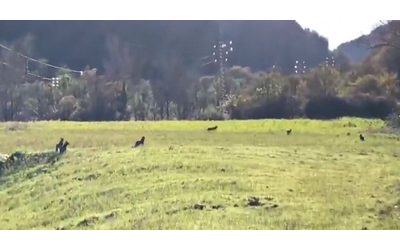 Branco di sette lupi tra l’Umbria e le Marche: il video del sorprendente avvistamento