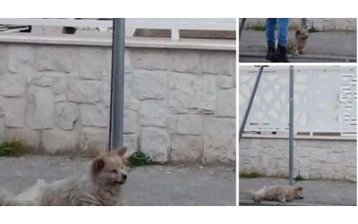 Caserta, cane legato ad un palo e lasciato morire senza cibo né acqua. Il caso denunciato da un consigliere comunale