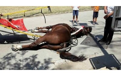 caserta condannata a un anno di reclusione l ex vetturina il suo cavallo mor di infarto mentre trasportava i turisti sotto il sole
