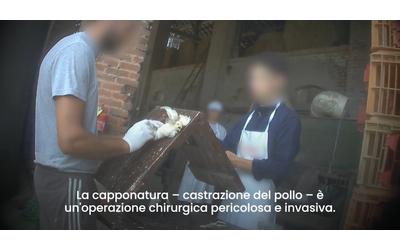 “Castrazione senza anestesia e antidolorifici e uccisioni fuori norma”: la video-denuncia in un allevamento di capponi nel Milanese