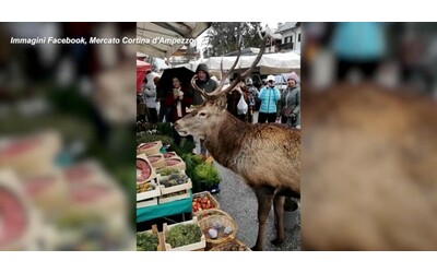 cervo in cerca di cibo va al mercato della frutta a cortina l incontro ravvicinato in una bancarella video