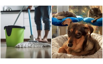 Detersivi e igienizzanti per pavimenti senza risciacquo: è allarme avvelenamento per gli animali domestici. Ecco cosa sta accadendo