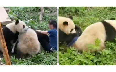 due panda attaccano la guardiana dello zoo lei cerca di fuggire ma i due animali le si buttano addosso