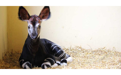 e nato un cucciolo di okapi allo zoo di falconara marittima cos questo cucciolo di giraffa della foresta pu salvare la specie dall estinzione