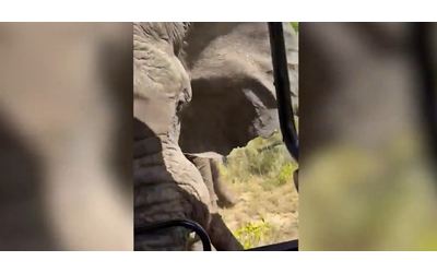elefante attacca un gruppo di turisti durante un safari e uccide una donna il video registrato pochi istanti prima dell assalto