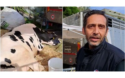 Gli agricoltori portano la mucca Ercolina 2 a Sanremo: “Protestiamo contro...