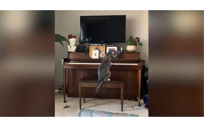 Goose, il gatto che suona il pianoforte diventa una star sui social: “Un prodigio” – Video
