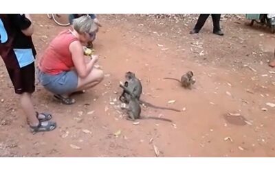 “Ho bisogno di queste scimmie”, Youtuber maltrattano i piccoli animali per racimolare soldi e visualizzazioni