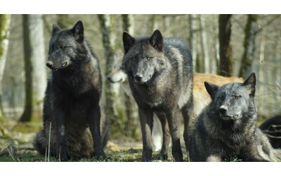 “I lupi di Chernobyl sono diventati più resistenti al cancro”: i...