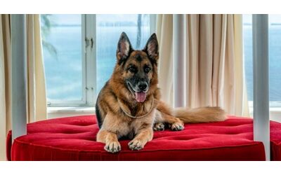 il cane pi ricco del mondo adotta un altro cane la storia di cindy salvata da una vita di maltrattamenti