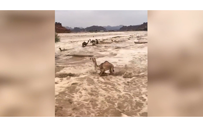 Il deserto allagato e percorso da fiumi d’acqua: la forza della corrente trascina con sé i cammelli in Arabia Saudita – Video