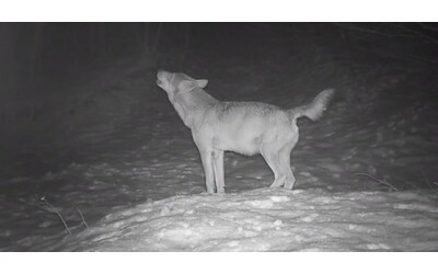 il lupo ulula sull appennino parmense il raro video ripreso dall associazione per la conservazione dell animale