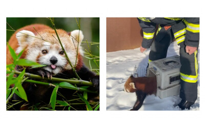 il panda rosso barney scappa dallo zoo e quando lo catturano brontola il video della fuga