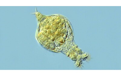 in biologia le femmine sono pi importanti non siamo mica rotiferi bdelloidei