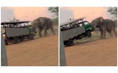 L’elefante stanco dei turisti si infuria e solleva la jeep del safari con...