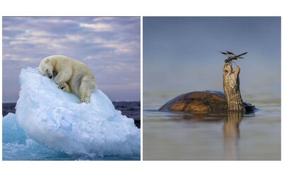l orso bianco che dorme su un letto di ghiaccio vince il wildlife photographer of the year