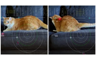 la nasa invia nello spazio il video di un gatto che gioca ecco lo scopo di questo singolare esperimento scientifico