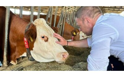 la nuova trovata di lollobrigida come verificare il benessere animale in un azienda chiedendolo direttamente alla mucca