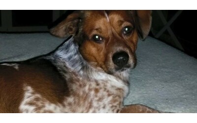 ladri entrano in casa e uccidono a calci il cane che abbaia una delle vittime del furto mostri senza piet