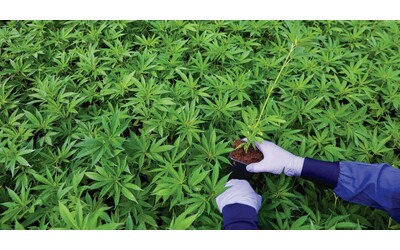 Manovra, Avs propone un reddito di base universale finanziato con la patrimoniale e il monopolio pubblico sulla cannabis: bocciato