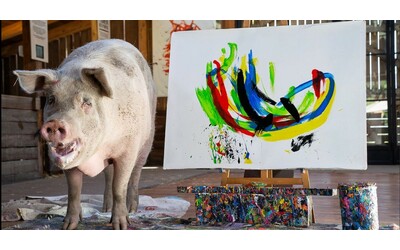 morta pigcasso la maialina salvata dal macello e diventata un artista con la vendita dei suoi quadri ha aiutato molti animali