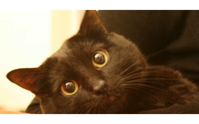 Oggi è la Giornata Internazionale del Gatto Nero (e noi celebriamo i mici dal manto color pece)