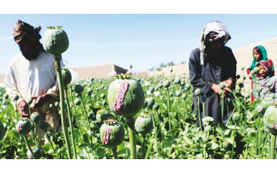 oppio l afghanistan perde il primato dopo il divieto di coltivazione imposto dai talebani il primo produttore al mondo ora il myanmar