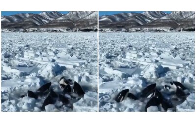 Orche rimangono intrappolate nel ghiaccio, la lotta per tornare in mare aperto
