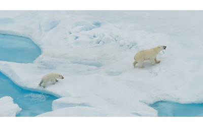 orsi polari a rischio non riescono ad adattarsi alla riduzione del ghiaccio artico e fanno fatica a cacciare le foche