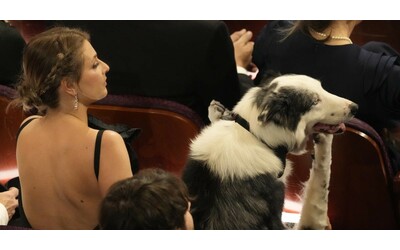 Oscar 2024, il cane Messi seduto in platea è la vera star della serata: “Un artista incompreso”
