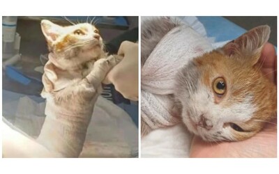 Presentata denuncia per Leone, il gattino morto scuoiato: per chi trova il responsabile, una taglia da 13 mila euro