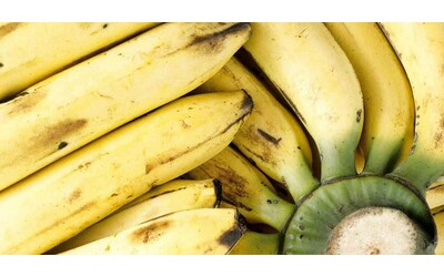 prima banana geneticamente modificata ottiene autorizzazione per il consumo