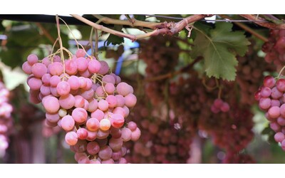 Recise oltre mille piante di viti di Pinot grigio in Trentino, la denuncia: “Gente del mestiere”