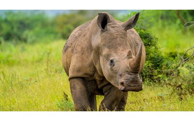 rinoceronte s infuria e attacca una jeep piena di turisti che facevano un safari ha iniziato a correre e ci ha colpito l auto si ribaltata