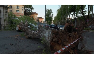 roma crolla un platano davanti al policlinico umberto i danni alle auto in sosta le immagini