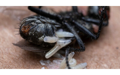 scatta l allarme per l invasione di mosche carnivore attaccano gli animali domestici ma anche l uomo causano infezioni dolorose e potenzialmente letali