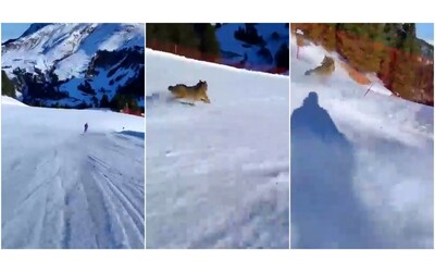 sciatore insegue un lupo sulle piste in trentino l animale finisce nelle reti di protezione il video
