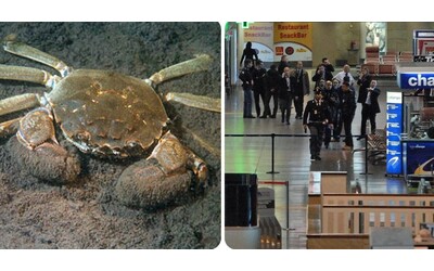 Sequestrati 150 chili di granchi ancora vivi all’aeroporto di Malpensa: erano nei bagagli di persone arrivate dalla Cina