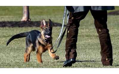 stati uniti commander contro tutti il cane di joe biden avrebbe morso gli agenti di sicurezza almeno 24 volte