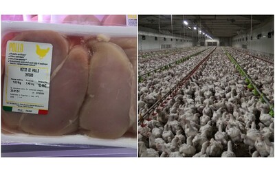 striature bianche sui petti di pollo lidl nega ma sul benessere animale nessuna vera proposta