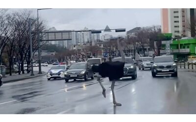 Struzzo scappa dallo zoo e semina il caos tra le strade della città sudcoreana di Seongnam